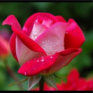 Meet your Posher, Trudi